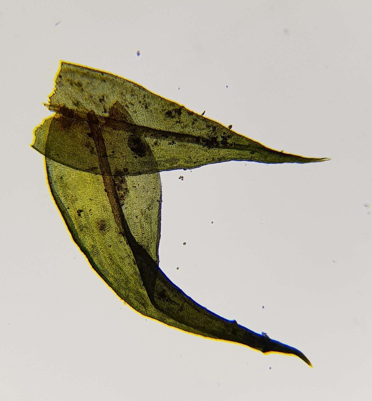 Image of Schistidium crassipilum H. Blom 1996