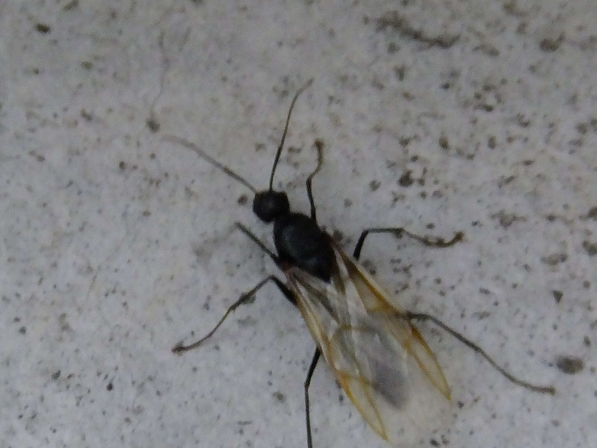 Plancia ëd Camponotus japonicus Mayr 1866