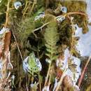 Image of Marathrum plumosum (Novelo & C. T. Philbrick) C. T. Philbrick & C. P. Bove