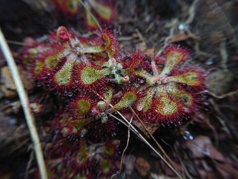 Image of Drosera dielsiana Exell & Laundon