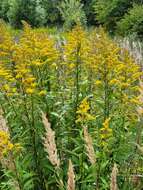 Image de Solidago snarskisii