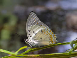 Image of Polyura delphis Doubleday 1843