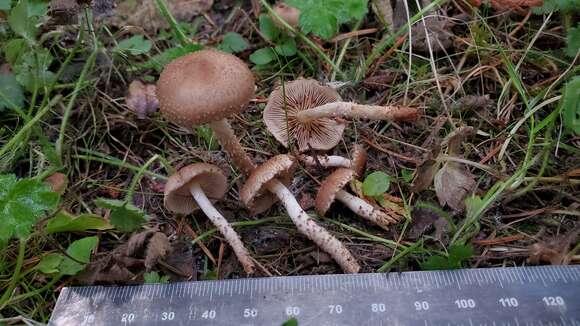 Image of Pholiota terrestris Overh. 1924