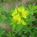 Image de Euphorbia adenochlora C. Morren & Decne.