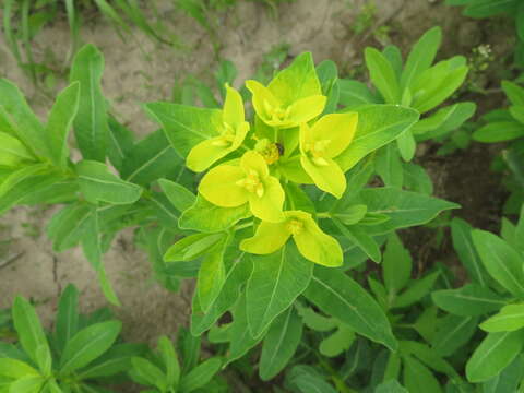 Image of Euphorbia adenochlora C. Morren & Decne.