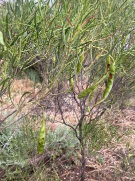 Image of <i>Senna artemisioides</i> subsp. <i>petiolaris</i>