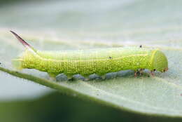 Image of broad-bordered bee hawk-moth