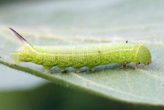 Imagem de Hemaris fuciformis (Linnaeus 1758)