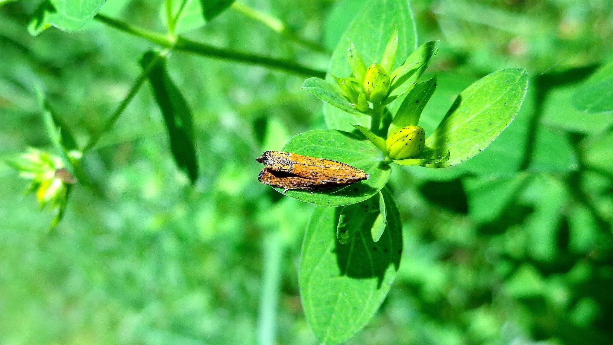 Image of Lathronympha