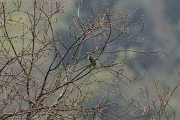 Image of Spot-winged Grosbeak