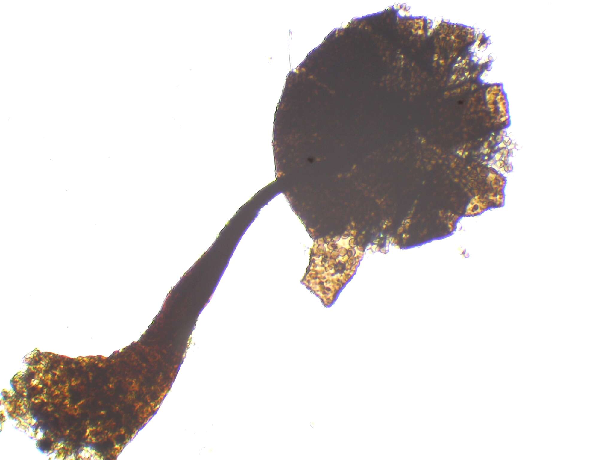 Image of Barbeyella minutissima