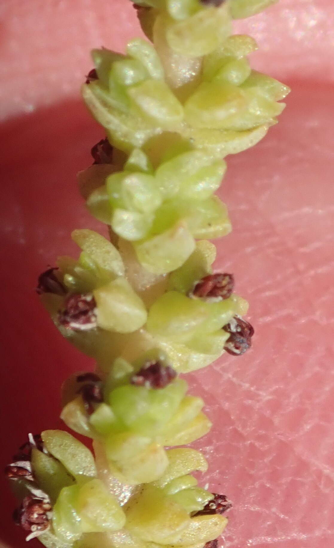 Image of Crassula muscosa L.