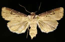 صورة Agrotis stigmosa Morris 1874