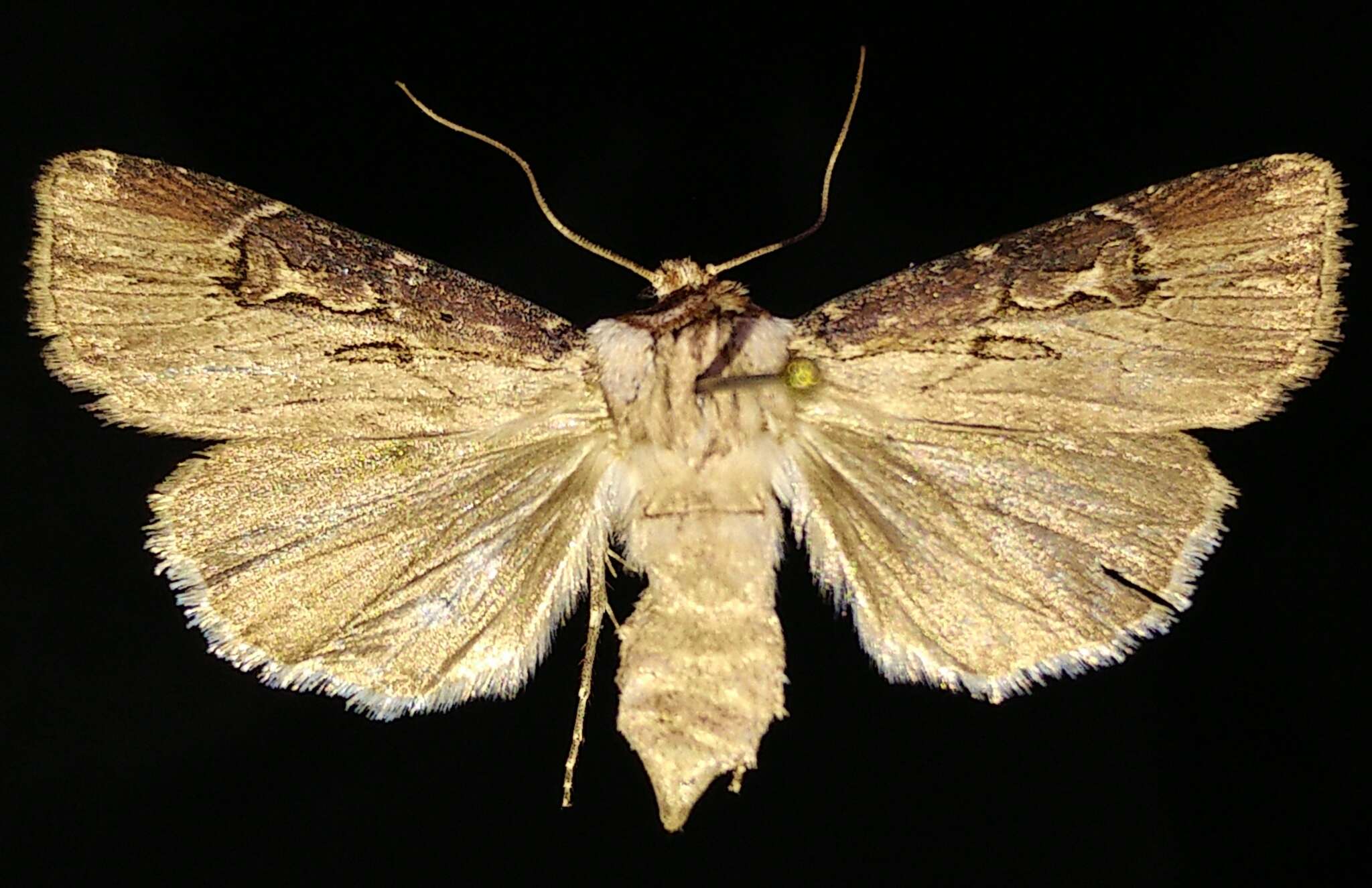 صورة Agrotis stigmosa Morris 1874