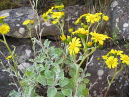 Image of Senecio verbascifolius Burm. fil.