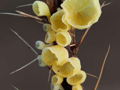 صورة Calyptella campanula (Nees) W. B. Cooke 1961