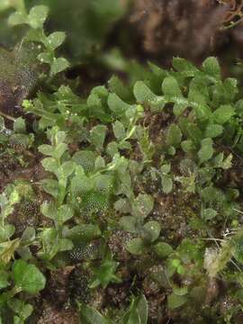 Image of Calypogeia subgen. Asperifoliae (Warnst.) R. M. Schust.