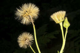 Image of Canadian hawkweed