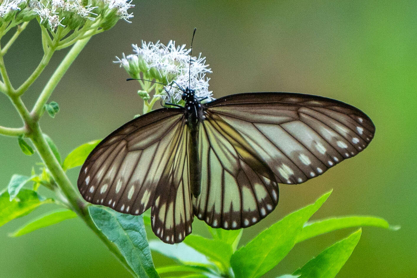 صورة Ideopsis vitrea Blanchard 1853