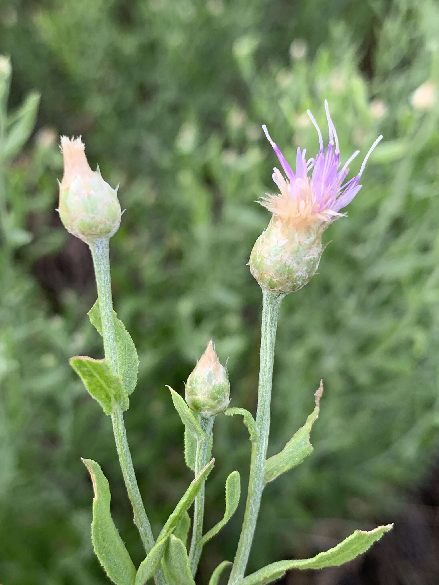 Image of Leuzea repens