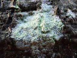 Image of Lecanora barkmaniana Aptroot & Herk