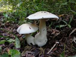 Image of Macrocybe titans (H. E. Bigelow & Kimbr.) Pegler, Lodge & Nakasone 1998