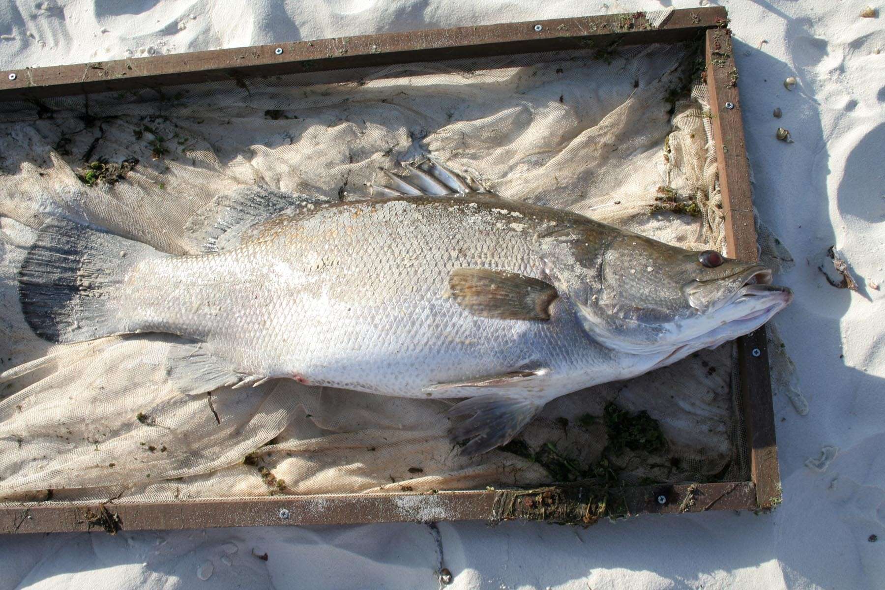 Image of African Snook