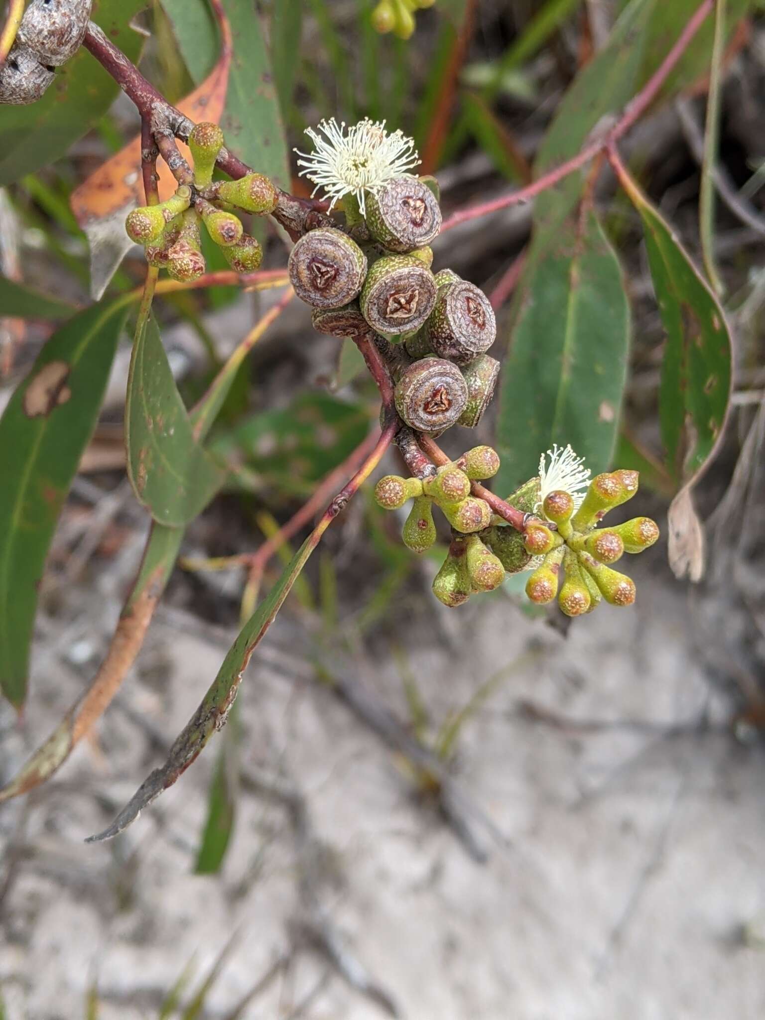 Image of Smithton peppermint gum