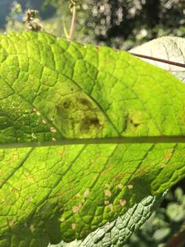 Image of Calycomyza flavinotum Frick 1956