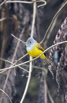 Image of Canary-flycatcher