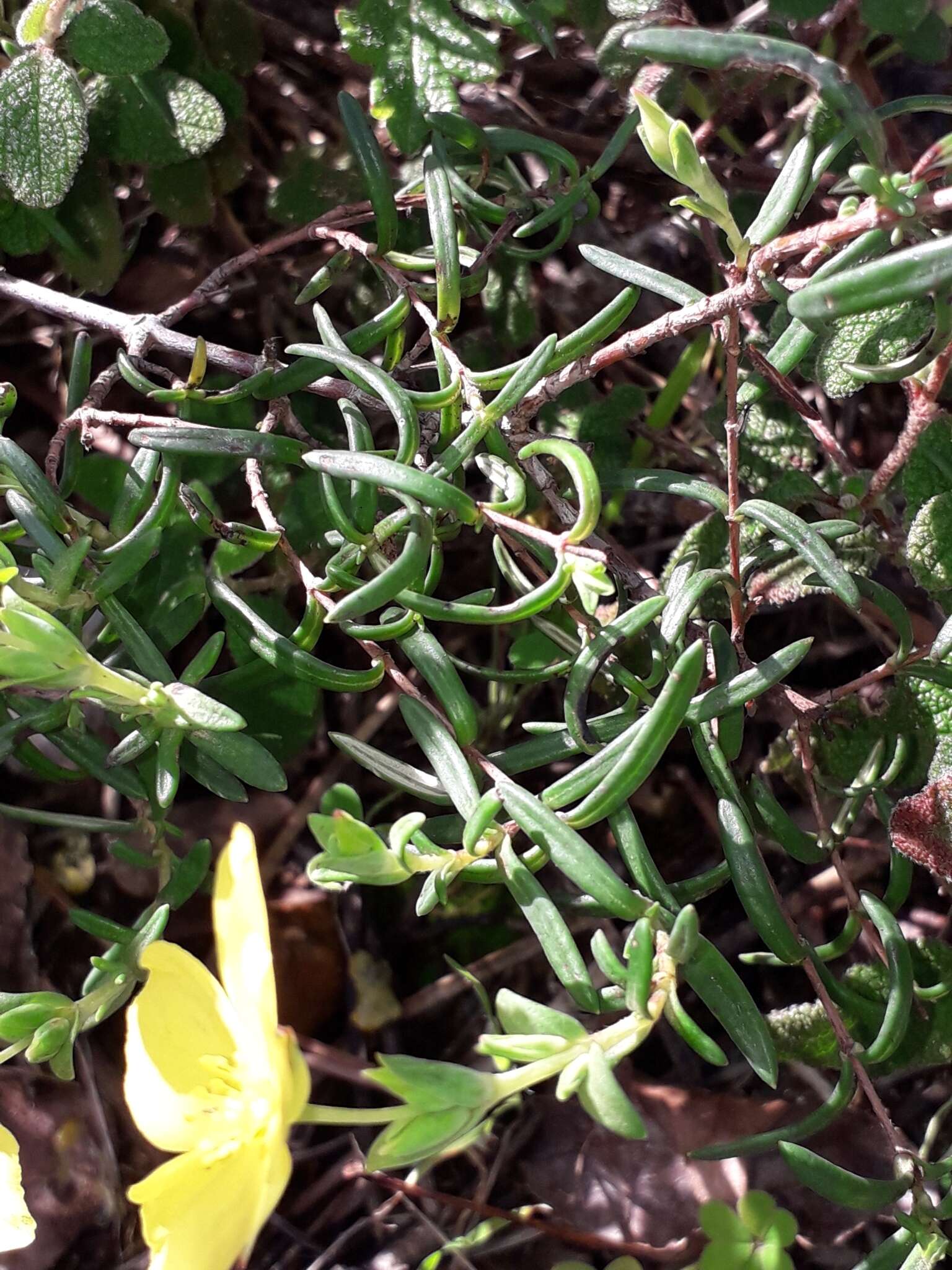 Image of Yellow Rock Rose