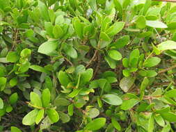 Image of Daphnopsis racemosa Griseb.