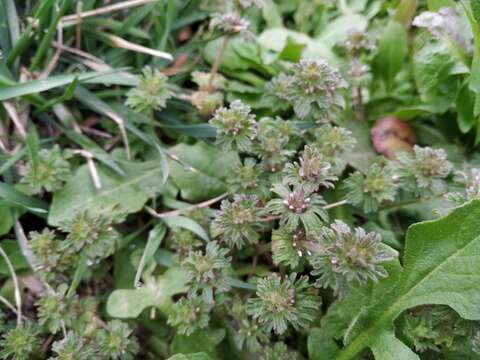 Image of Lamium amplexicaule var. orientale (Pacz.) Mennema