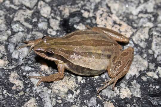 Image of Brimley's Chorus Frog