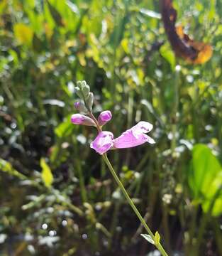 Physostegia leptophylla Small的圖片