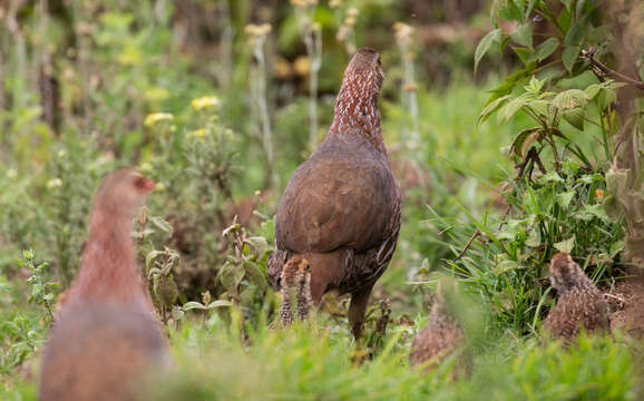 Image of Jackson's Francolin