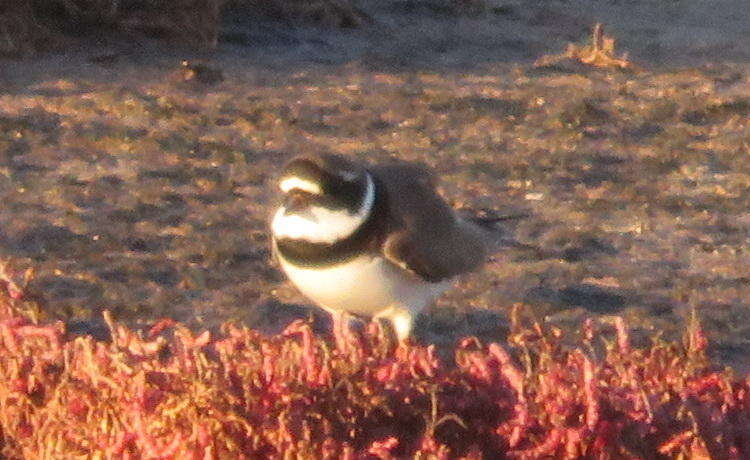 Image of Tundra Ringed Plover