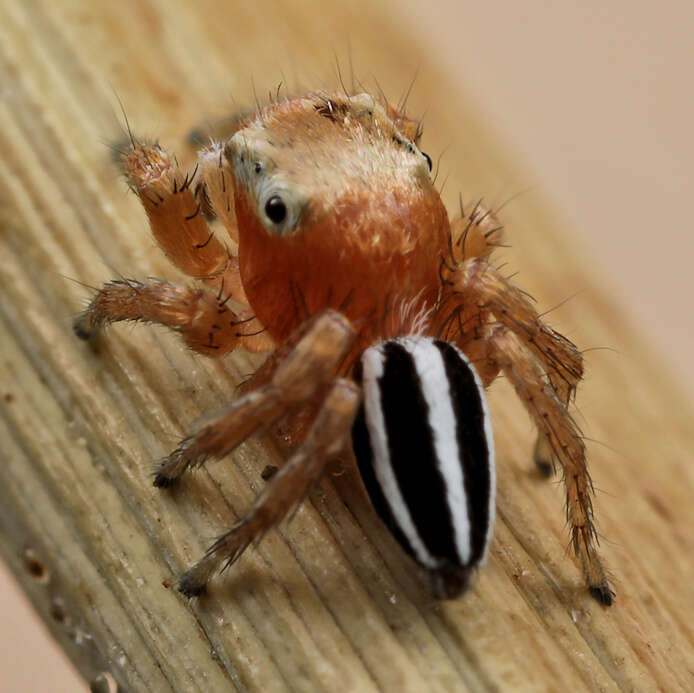 Image of Evarcha striolata Wesolowska & Haddad 2009