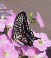 Image of Asian swallowtail