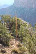 Слика од Agave utahensis subsp. kaibabensis (McKelvey) Gentry