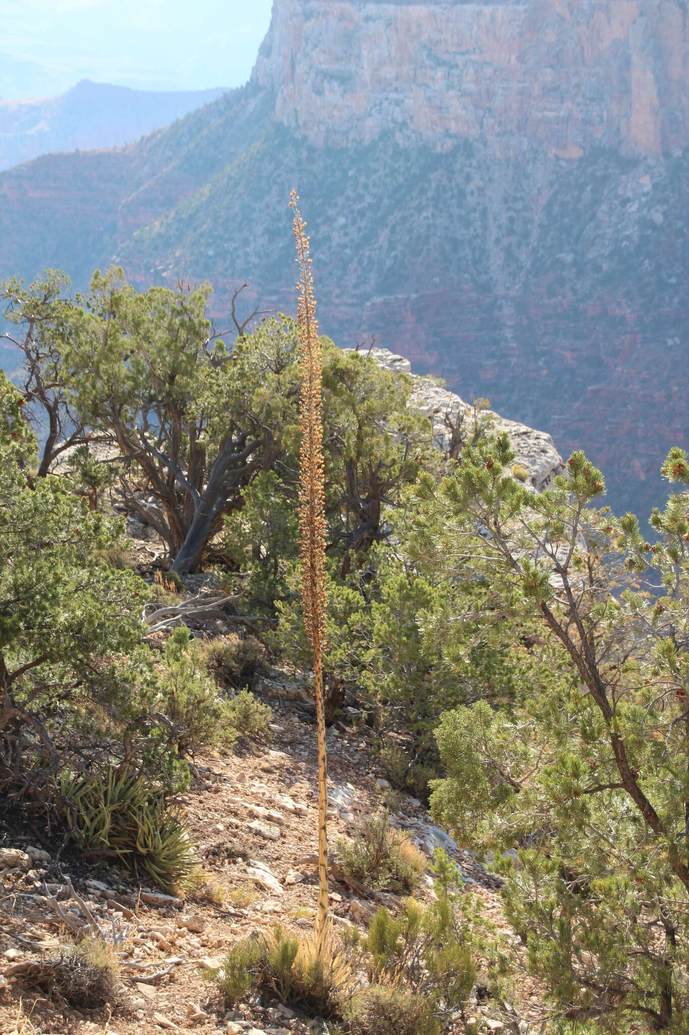 Слика од Agave utahensis subsp. kaibabensis (McKelvey) Gentry