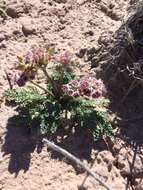 Image of bulbous springparsley