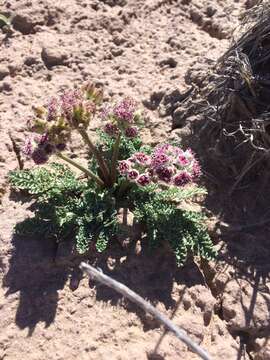 Image of bulbous springparsley