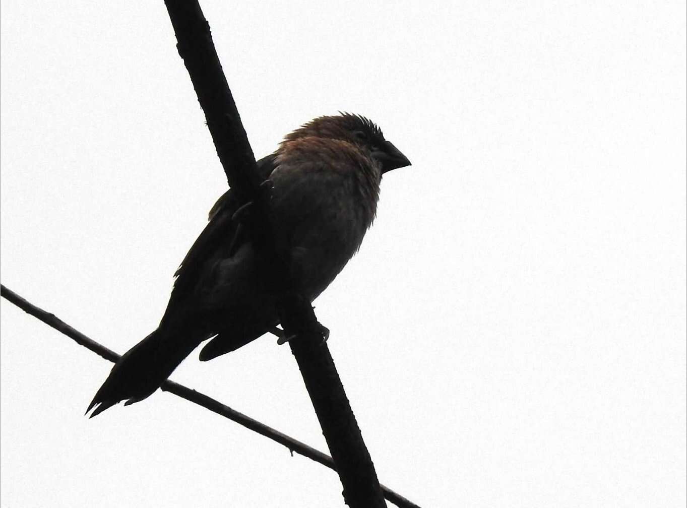 Image of White-rumped Munia