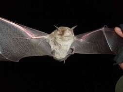 Image of ghost-faced bats