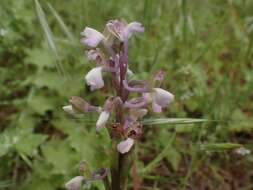 Anacamptis morio subsp. syriaca (E. G. Camus) H. Kretzschmar, Eccarius & H. Dietr.的圖片