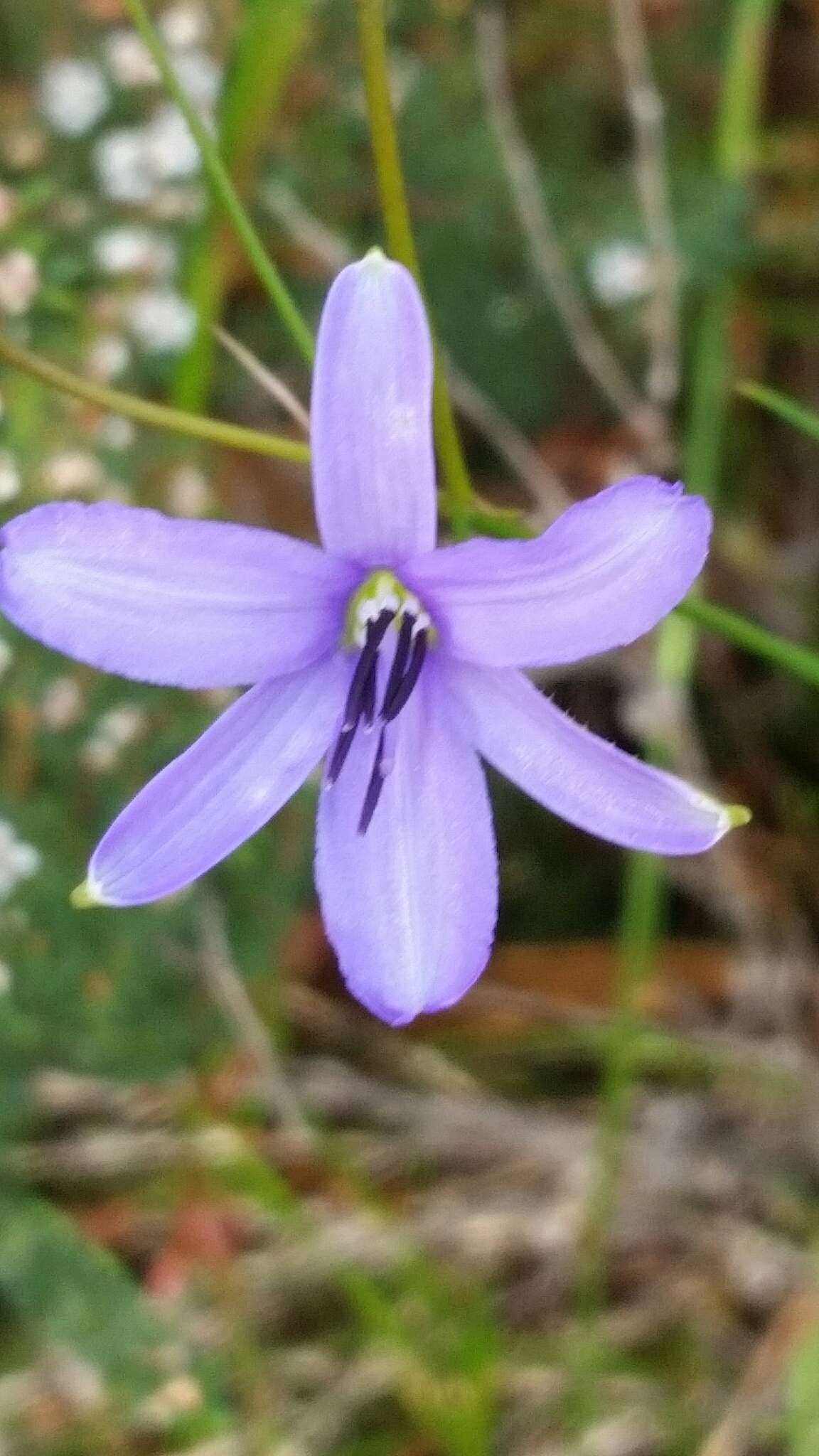 Image of Agrostocrinum hirsutum (Lindl.) Keighery