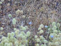 Image of Mastic Thyme