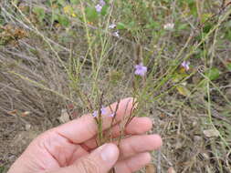 Image of Texas vervain