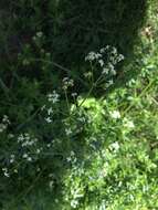 Image of Galium album subsp. album